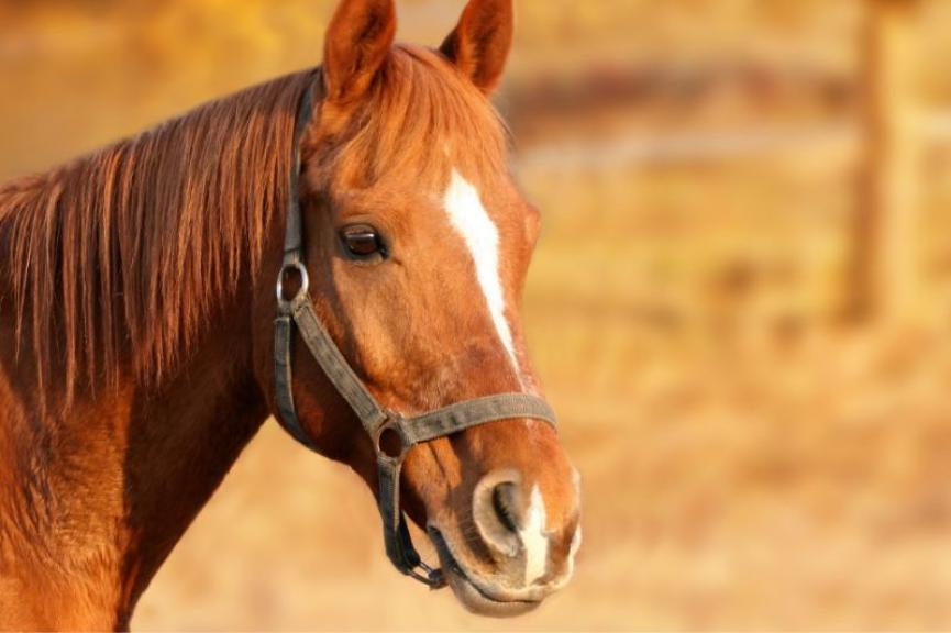 wild west fest Lake Tahoe