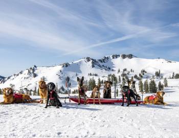 Avalanche Dog Fundraiser- Village at Palisades