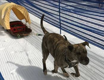 Ididarun Sled Dog Race