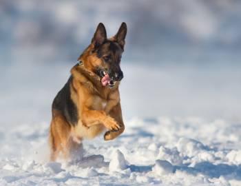 YETI Bark Park- Snow Dog Agility Course YETI Bark Park- Snow Dog Agility Course