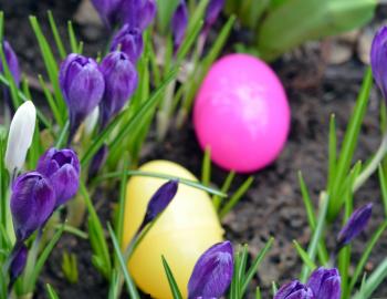 Spring Eggstravaganza Spring Eggstravaganza