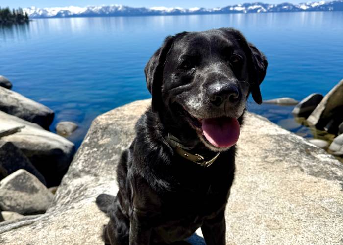 Pet Friendly Lake Tahoe Vacation Rentals 