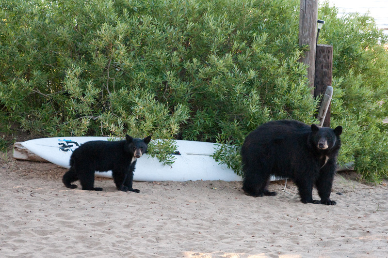 They Belong Here: Help Keep Tahoe Bears Wild - Visit Lake Tahoe