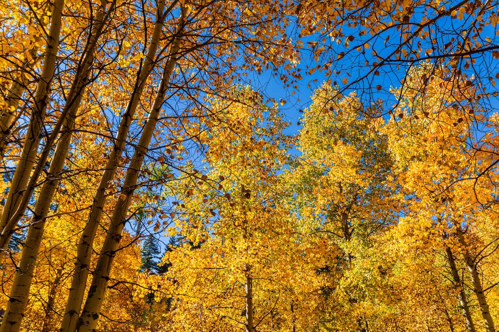 fall foliage trees lake tahoe