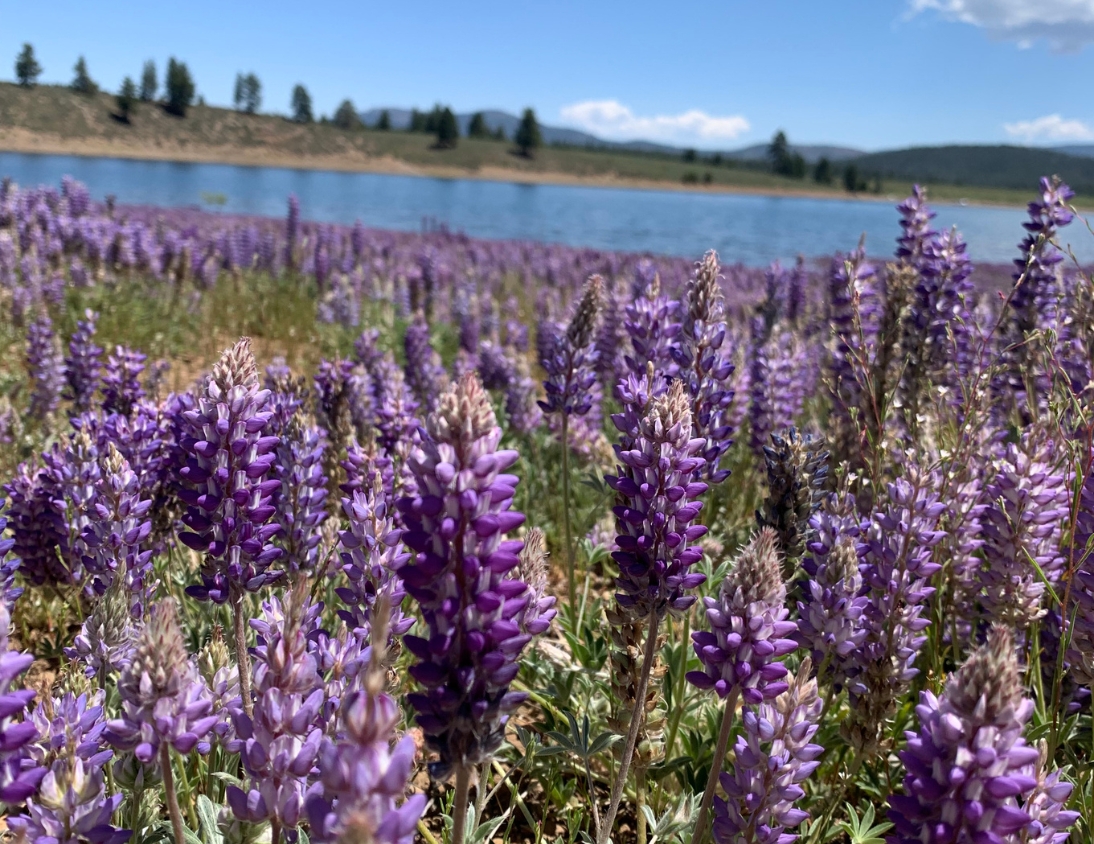 Spring Tahoe Spring Tahoe