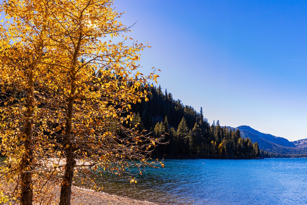 fall foliage trees lake tahoe